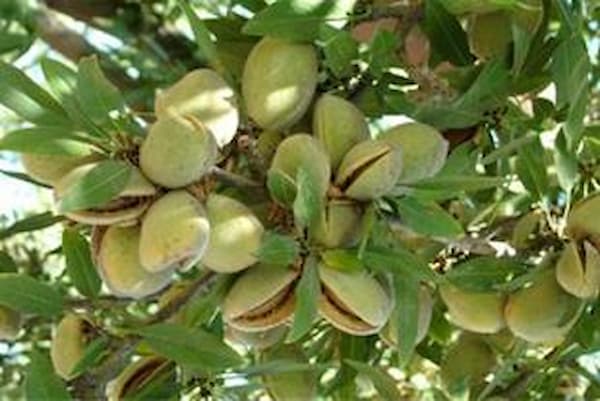 تصویر 2 از قیمت خرید مغز بادام ربیع + فروش ویژه